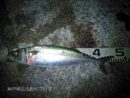 今季2度目の大サバ釣り