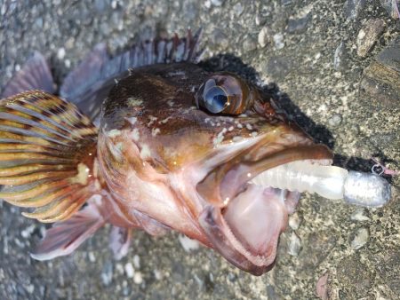 昼練釣行