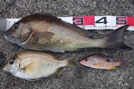 久しぶりの好釣果 和歌山県 村島磯 投げ釣り コロダイ 陸っぱり 釣り 魚釣り 釣果情報サイト カンパリ