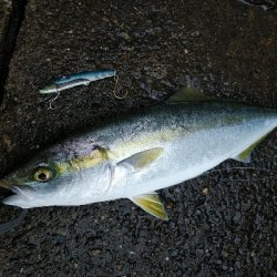 ハマチ釣れてます♪