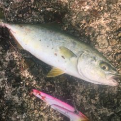 後輩が釣りにハマって❗️