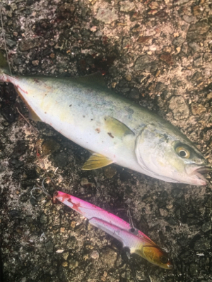 後輩が釣りにハマって❗️