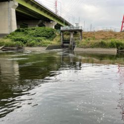 新河岸川　上流域シーバス