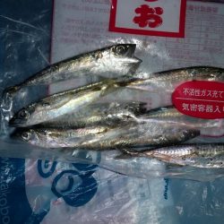 アジングなのに小サバしか釣れません