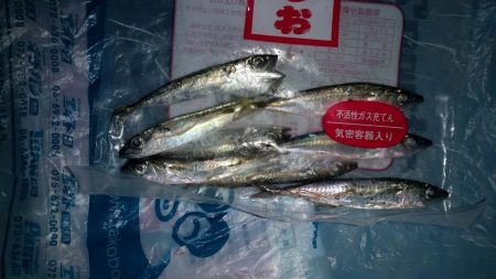 アジングなのに小サバしか釣れません