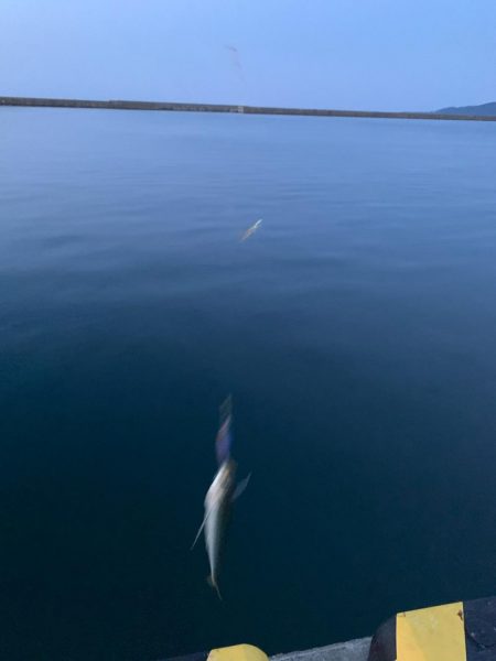 帰り道のアジ