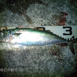 今季2度目の大サバ釣り