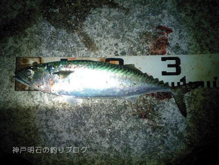 今季2度目の大サバ釣り