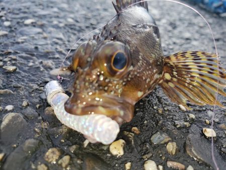 穴練釣行