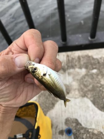 空港の豆アジデカめ