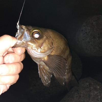 メバル釣れだしたって