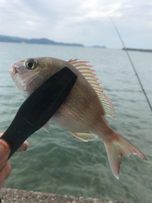 目玉が釣れた！こんな事ある！？