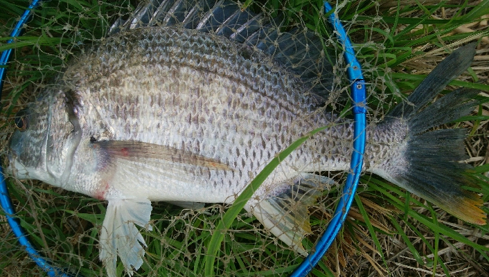 『釣りデビュー❤』178日目✨