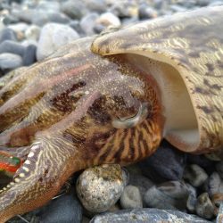 カミナリイカが釣れ…てました