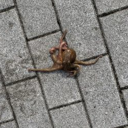 魚釣り園△、コスモ×、タコ激渋