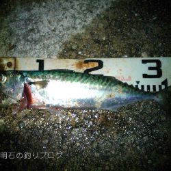 今季2度目の大サバ釣り