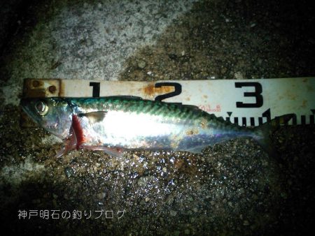 今季2度目の大サバ釣り