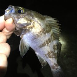 雨上がりメバル釣行