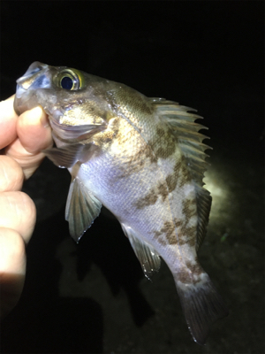 雨上がりメバル釣行