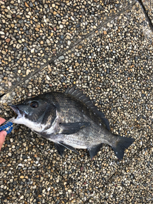 大潮の朝に満潮でエビ撒き