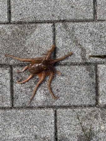 魚釣り園△、コスモ×、タコ激渋