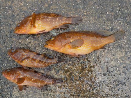 千鳥丸 釣果