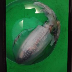 こかわ渡船　雅丸 釣果