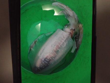 こかわ渡船　雅丸 釣果