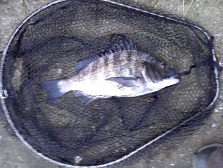 ガイドをかえたので試し釣り