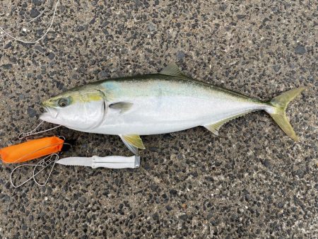 ハマチ 山口 上関町 平生町 のませ釣り ハマチ イナダ 陸っぱり 釣り 魚釣り 釣果情報サイト カンパリ