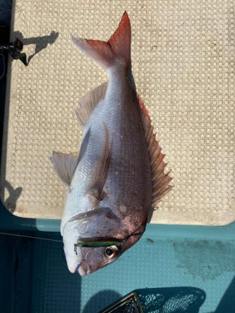 鳴門沖でマダイ