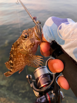 小魚根魚五目