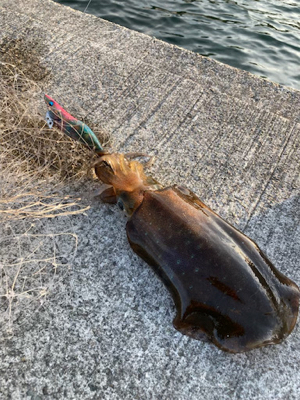 はしゃぎすぎ！夏イカ