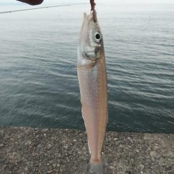 ２週間ぶりの播磨新島釣行