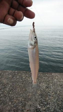 ２週間ぶりの播磨新島釣行