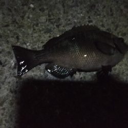 涼しい夜釣り