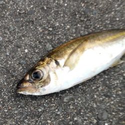 サバ釣り