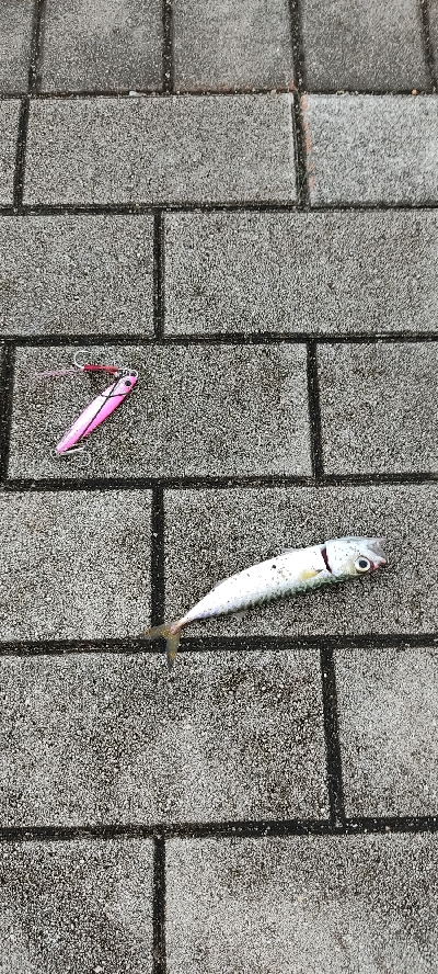 雨上がり釣行