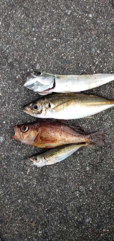 サバ釣り