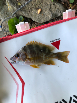 河口でエビ撒き釣り