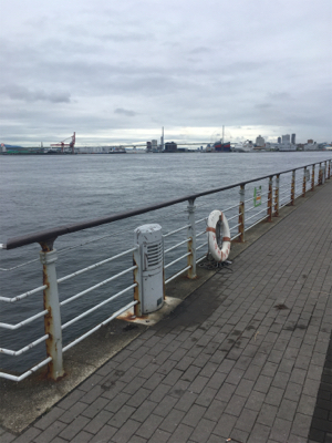 雨上がり蛸散歩。。5杯。