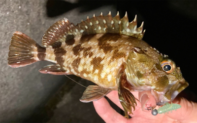 アジ探しで六目釣りに(^O^)