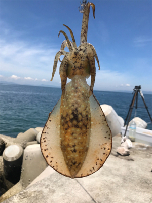 はしゃぎすぎ！夏イカ