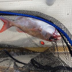 鯛釣り