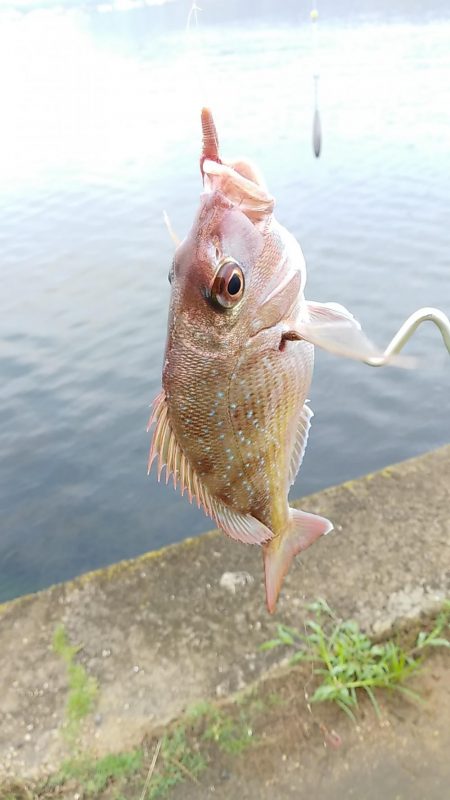 夏の釣り