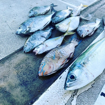 本部釣りイカダ 釣果