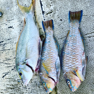 本部釣りイカダ 釣果