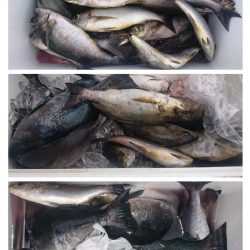 しば渡船 釣果