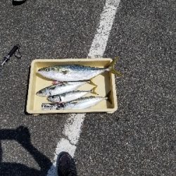 太刀魚が本命でしたが