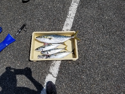 太刀魚が本命でしたが